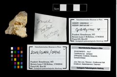 Foto (Objekt + Etikett) von Cyclothyreus sp.  (NHMW-GEO-2014-0194-0976)